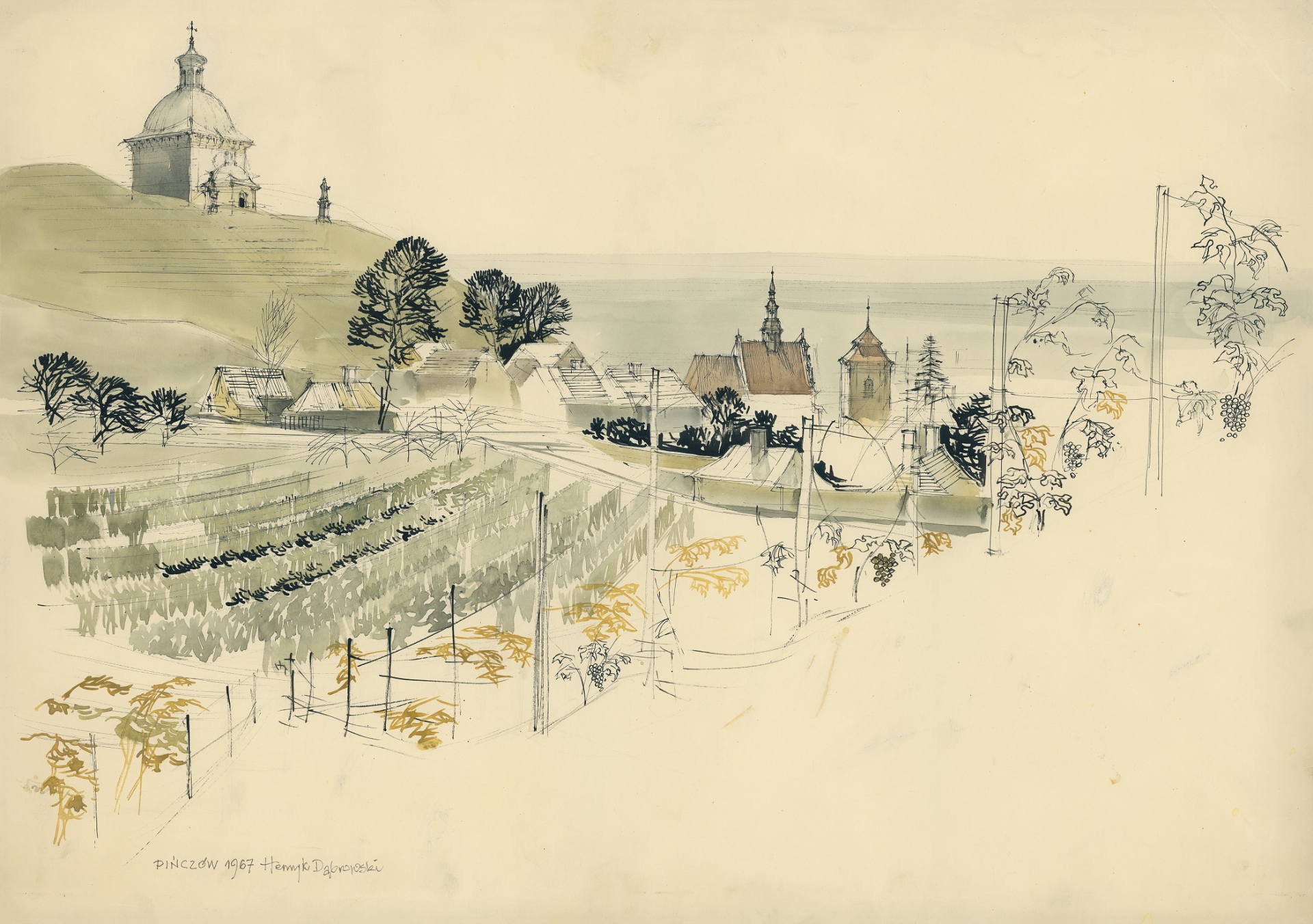 Pińczów – plantacja , winnica (1967)