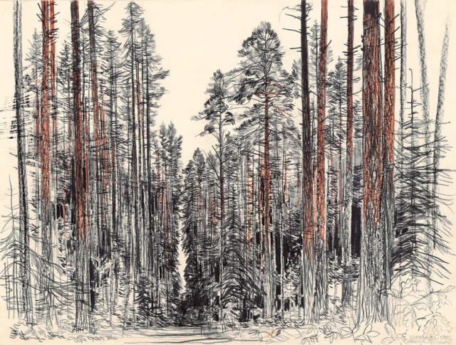 Puszcza Knyszyńska – dukt leśny w okolicy Supraśla (1982)